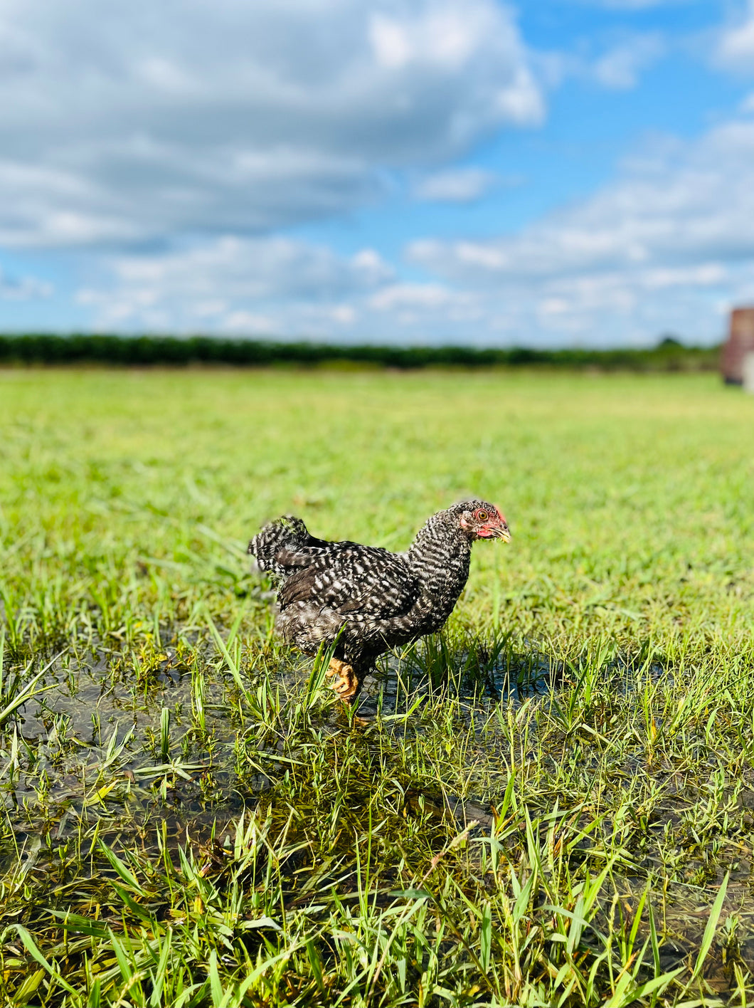 Adopt A Chicken