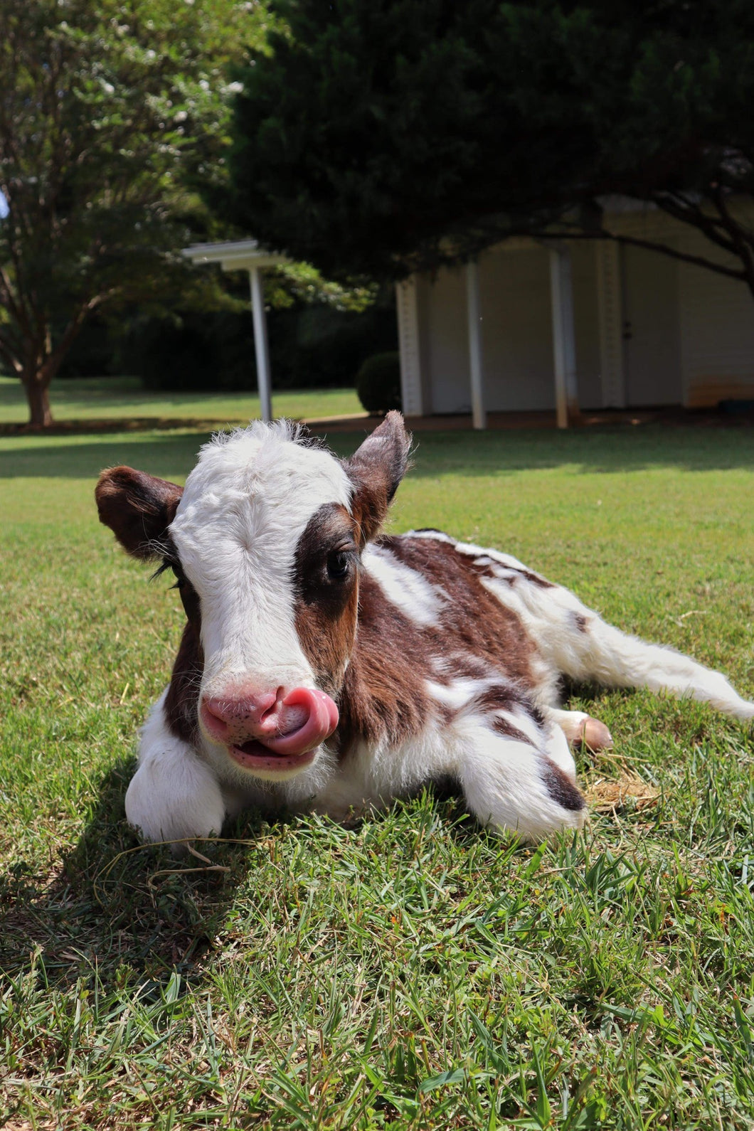 Adopt A Calf