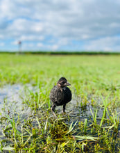 Load image into Gallery viewer, Adopt A Chicken
