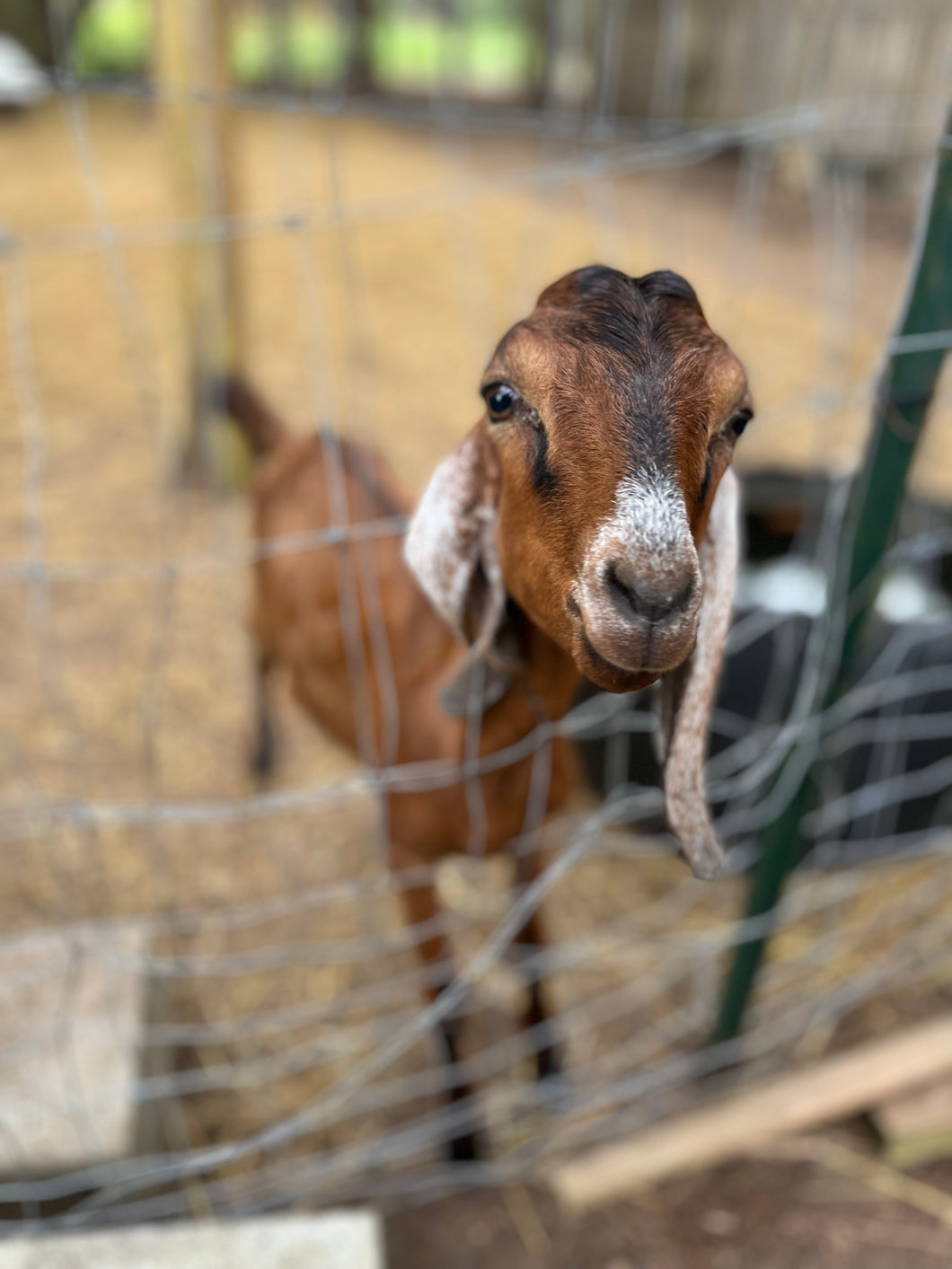 Adopt A Goat